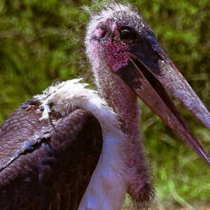 Marabou Stork (Leptoptilos crumenifer)