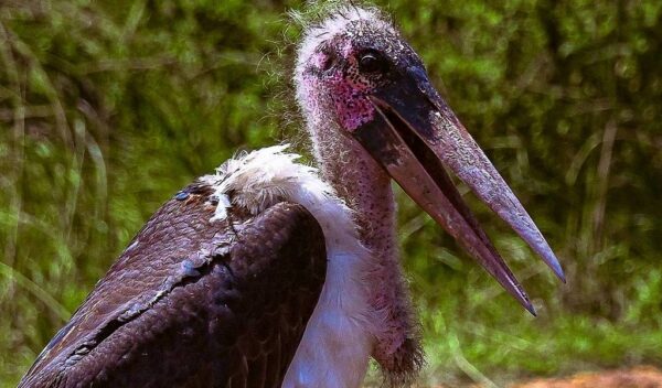 Marabou Stork (Leptoptilos crumenifer)