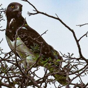 Black-chested Snake (Eagle Circaetus pectoralis)