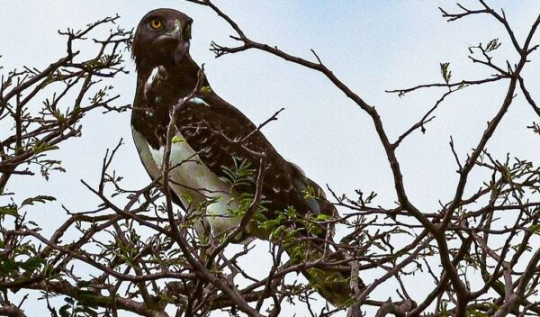 Black-chested Snake (Eagle Circaetus pectoralis)