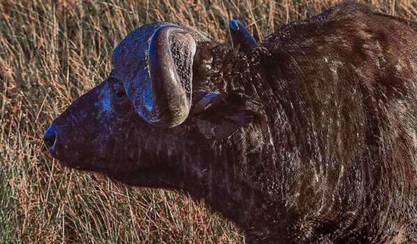 African Buffalo (Syncerus caffer)