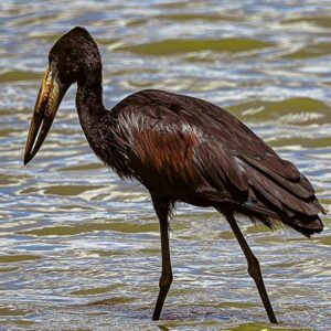 African Openbill (Anastomus lamelligerus)