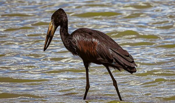 African Openbill (Anastomus lamelligerus)