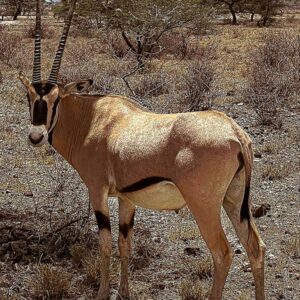 Beisa Oryx (Oryx beisa)