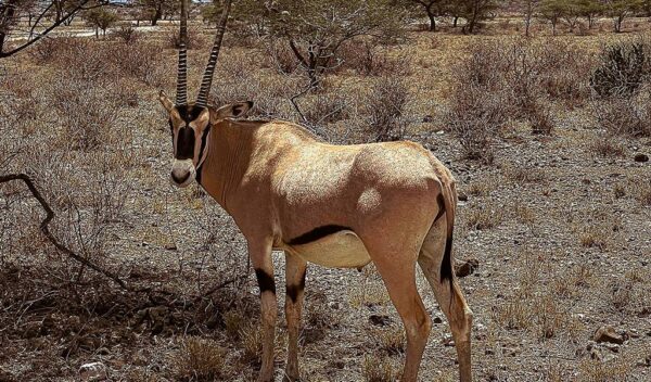 Beisa Oryx (Oryx beisa)