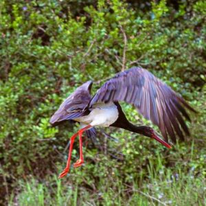 Black Stork(Ciconia nigra)