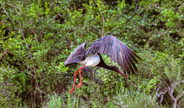 Black Stork(Ciconia nigra)
