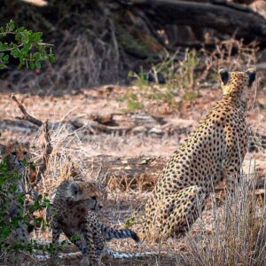 Cheetah (Acinonyx jubatus)