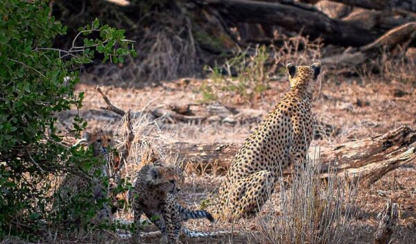 Cheetah (Acinonyx jubatus)