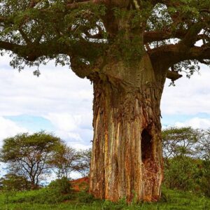 Baobab Tree destroyed by elephants