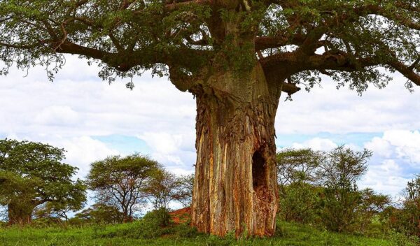 Baobab Tree destroyed by elephants