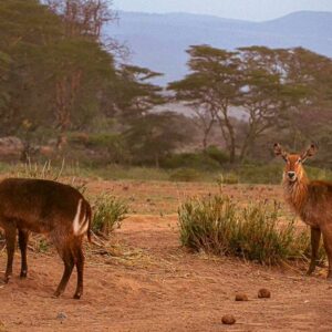 Waterbuck (Kobus ellipsiprymnus)