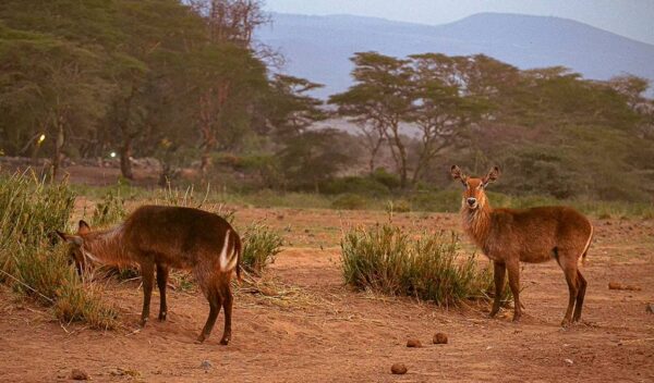 Waterbuck (Kobus ellipsiprymnus)