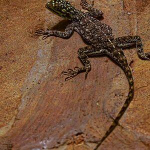 Namib Rock Agama (Agama planiceps)