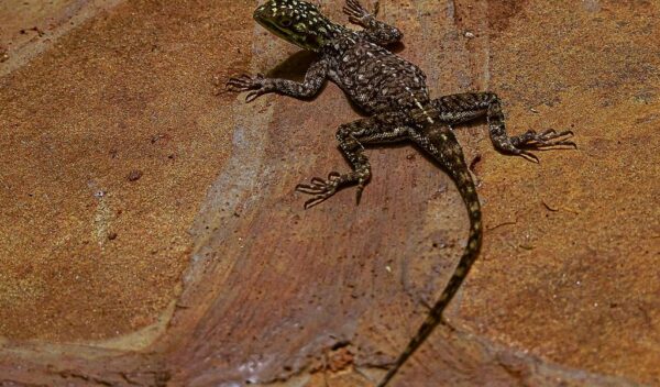 Namib Rock Agama (Agama planiceps)