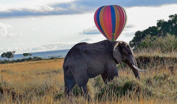 Elephant with a hot air baloon