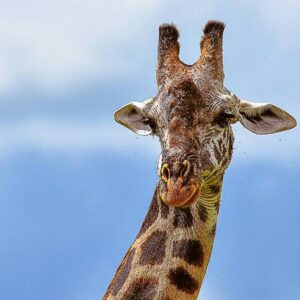 Maasai Giraffe (Giraffa tippelskirchi)
