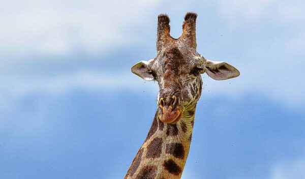 Maasai Giraffe (Giraffa tippelskirchi)
