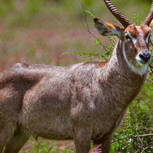 Waterbuck (Kobus ellipsiprymnus)
