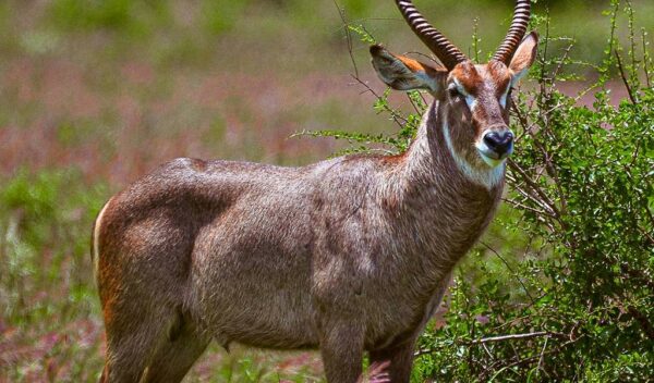 Waterbuck (Kobus ellipsiprymnus)