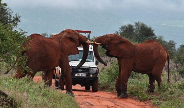 African Elephant (Loxodonta cyclotis)